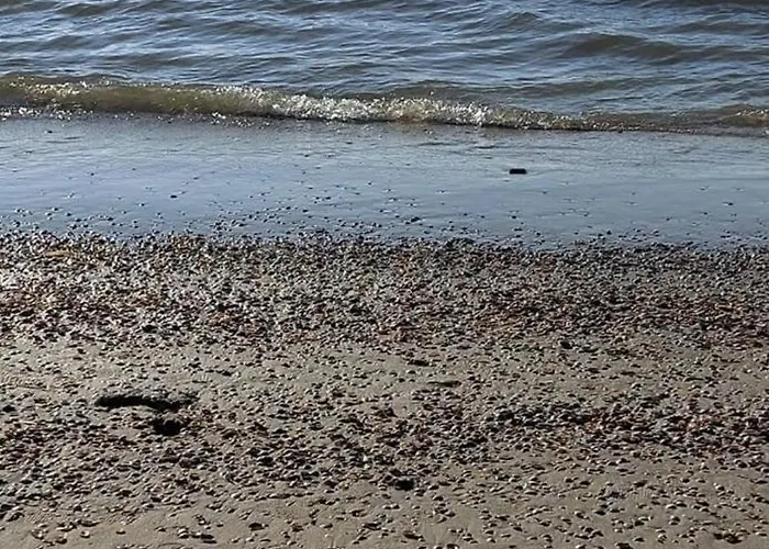 Aan Zee Met Dakterras Rust En 250 M *